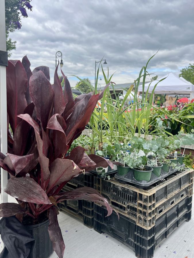 Rows of garden plants at a grower’s stand